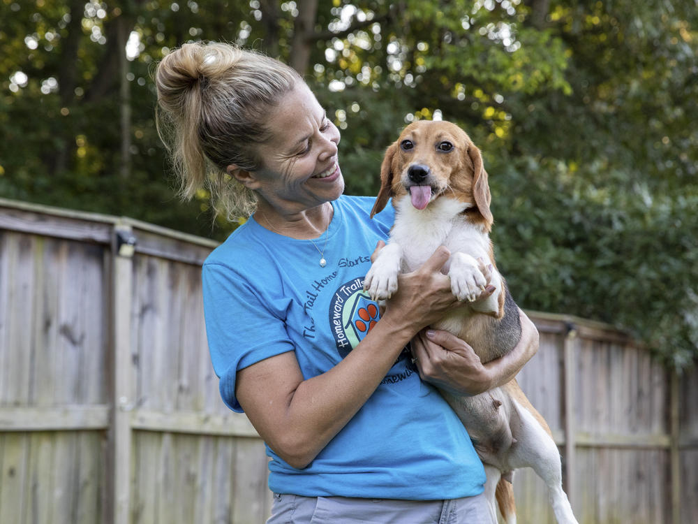 Sue Bell holds one of more than a dozen beagles that arrived at the headquarters of animal rescue group Homeward Trails in Fairfax Station, Va., on Thursday, while posing for a portrait. The dogs were a small portion of the roughly 4,000 beagles rescued from a research facility where the conditions were found to be inhumane.