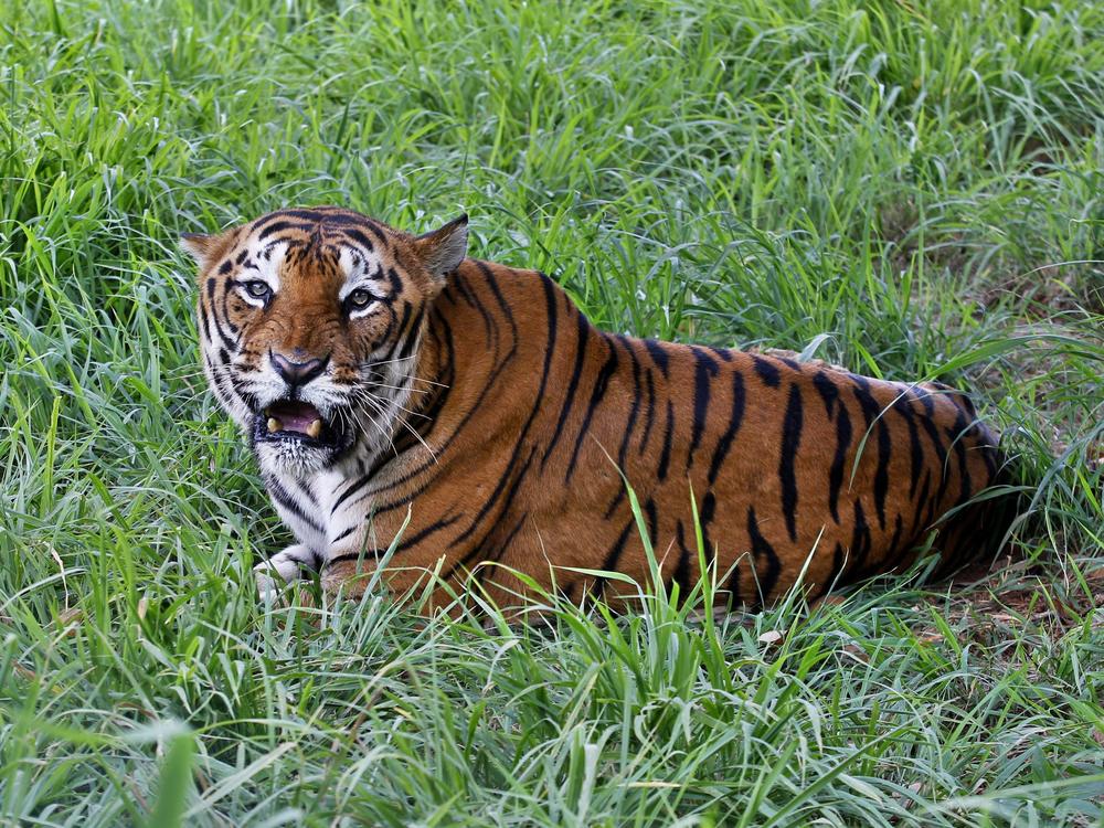A Bengal tiger rests in the jungles of Bannerghatta National Park south of Bangalore, India, on July 29, 2015. The number of tigers in the wild has gone up 40% since 2015 — largely because of improvements in monitoring them, according to the International Union for Conservation of Nature.