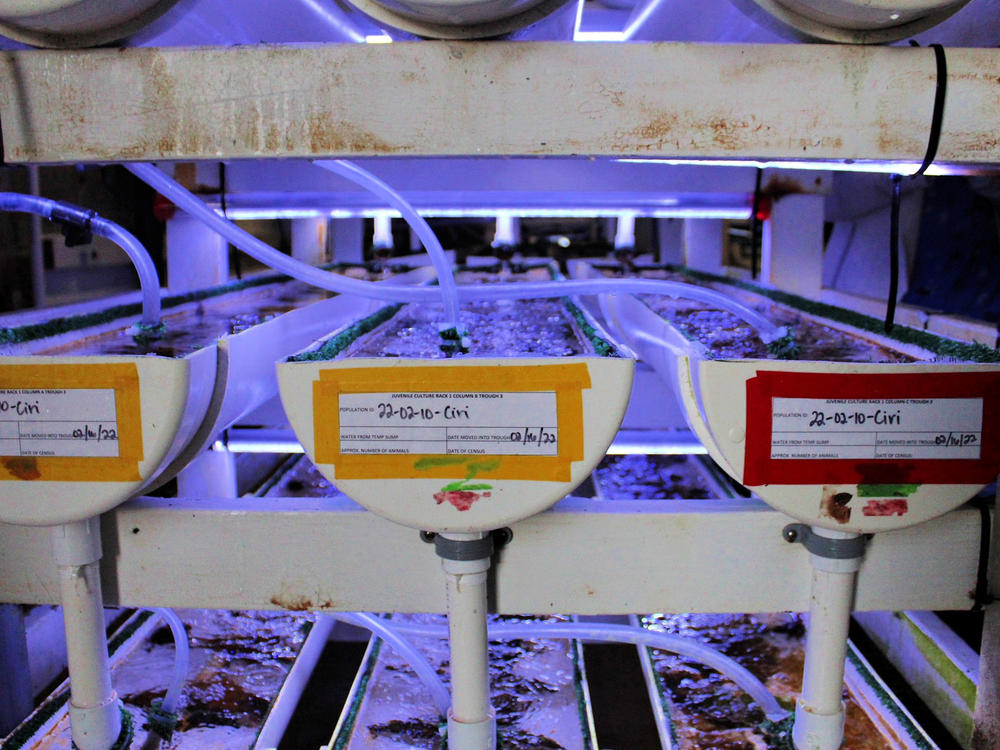 Special tanks help the abalone thrive.