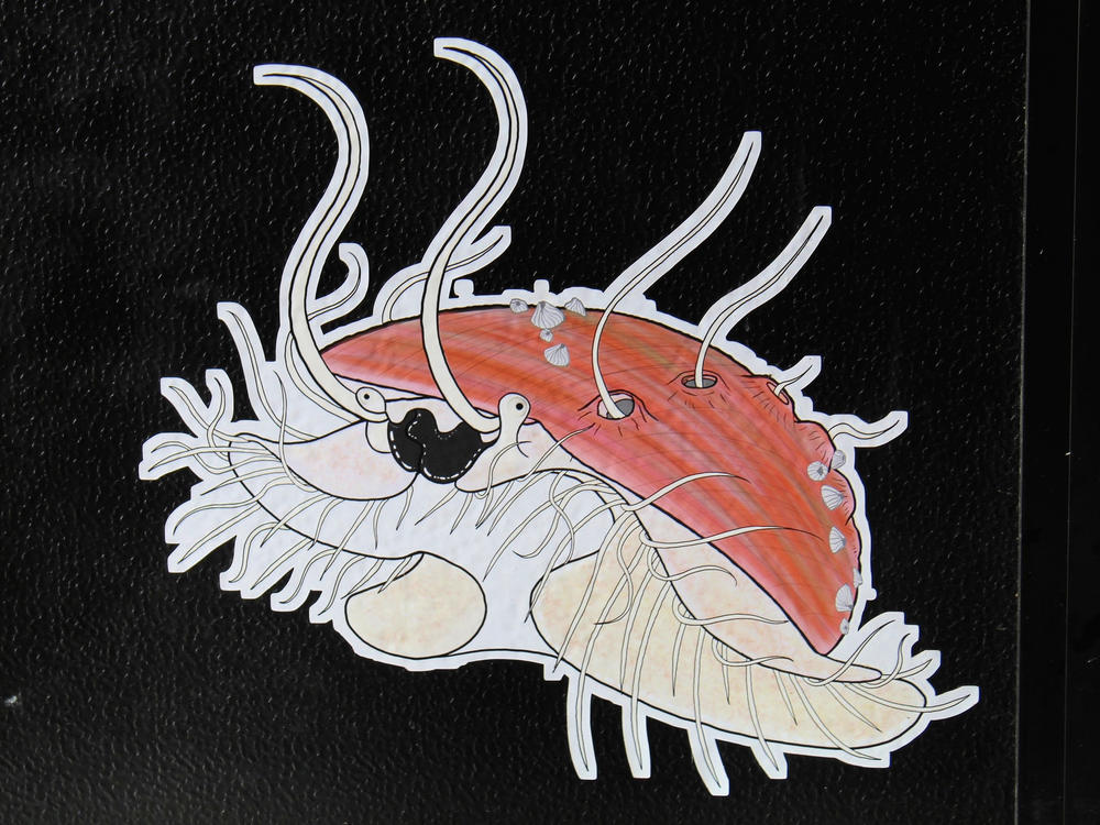 The delicious but endangered sea creature is getting the best help Aquilino can offer.