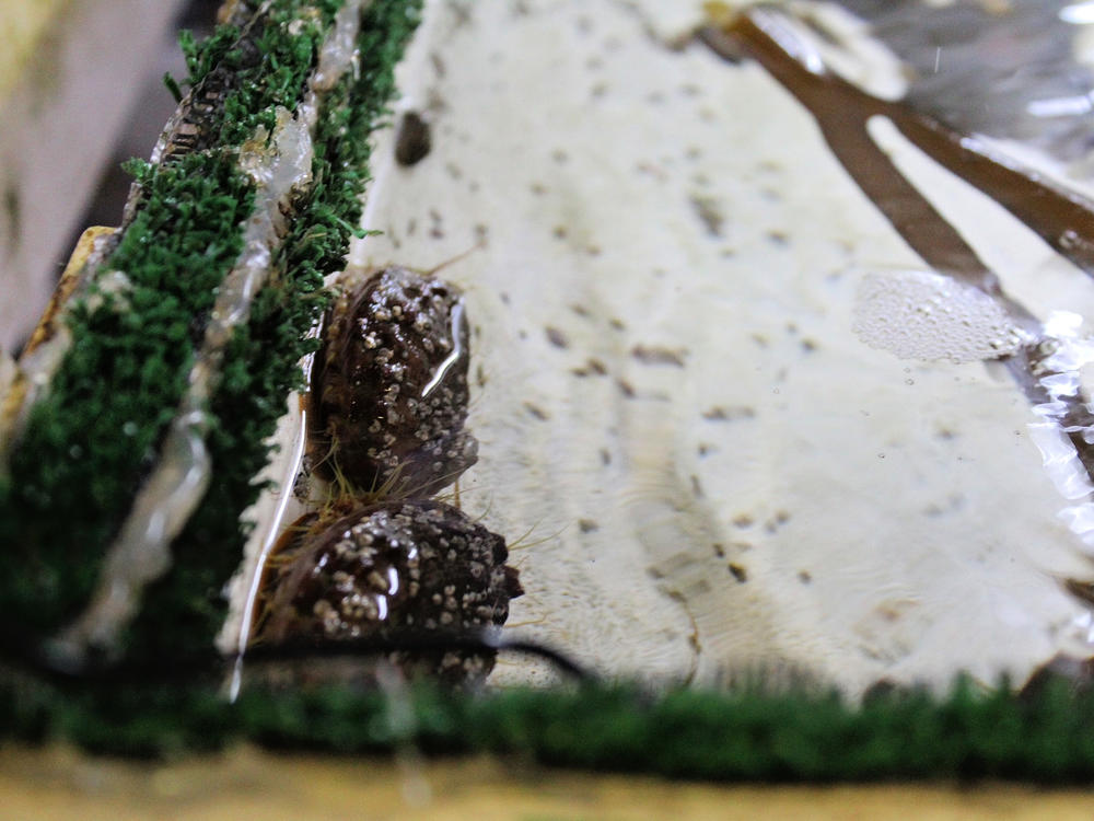 Breeding is a crucial part of the lab's work.