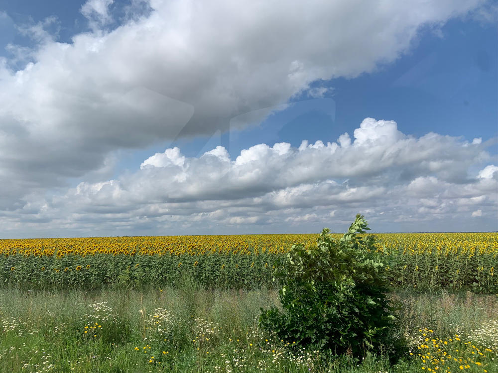A field of sunflowers in Ukraine.