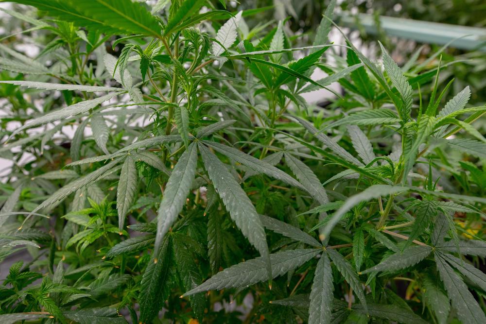 Hemp plants thrive at the Old Manchester Hemp Co.'s growing facility in Richmond, Va.