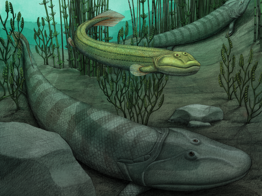 An illustration of Qikiqtania wakei (center) in the water with its larger cousin, Tiktaalik roseae.