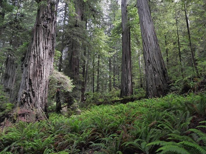 Hyperion is located in a closed part of the Redwood National Park. Still, many visitors have attempted to go off trail to observe the tree.