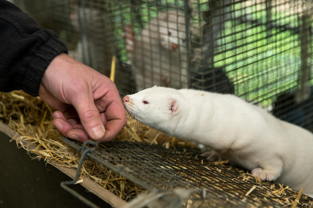 In late 2020, an outbreak of COVID among mink on fur farms led Denmark to cull 17 million animals. The photo was taken at the farm run by Stig Sørensen in Bording on Nov. 7, 2020.