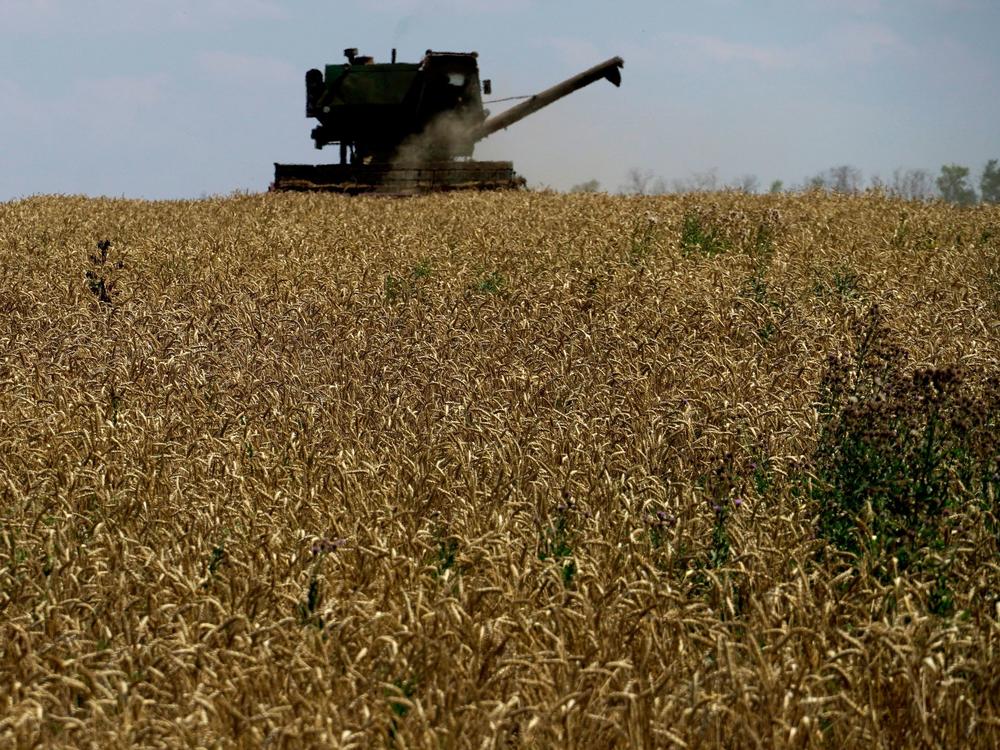 A grain combine harvester collects wheat near Novoazovsk outside Mariupol, Ukraine.