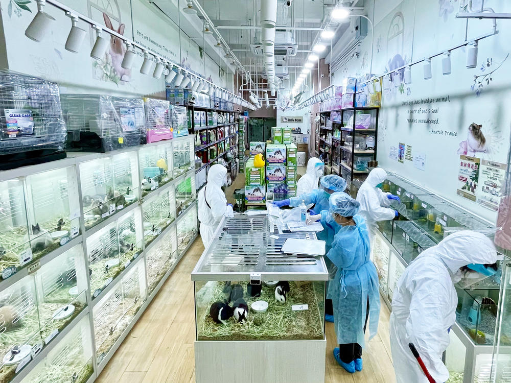 Staff members of Hong Kong's Health Department collect samples at a pet store in January. Authorities linked at least 3 cases of COVID to infected hamsters.