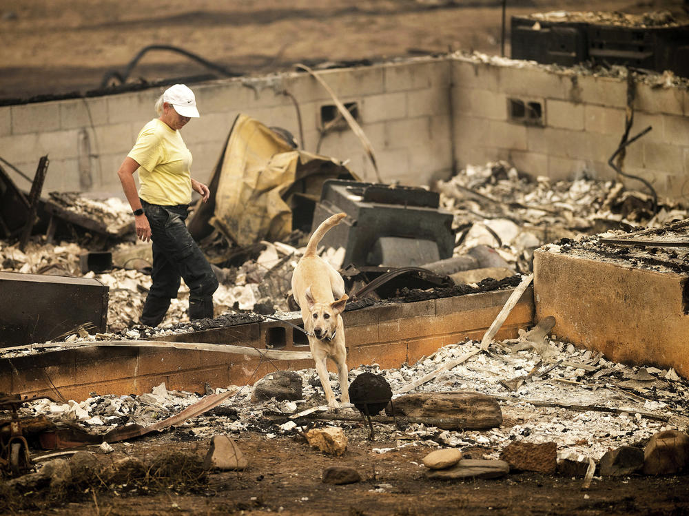 A search and rescue canine leaves a home leveled by the McKinney Fire on Monday in Klamath National Forest, Calif.