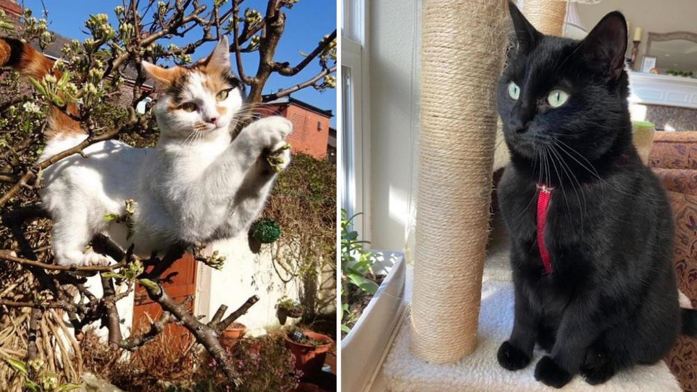 When Ferguson and Schroeder first connected, they both had cats named Luna. Ferguson's cat (left) died when the feline was very young. Schroeder's Luna has grown into a full adult cat and lives with his parents in Oregon.