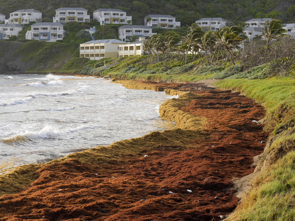 Seaweed covers the Atlantic shore in Frigate Bay, St. Kitts and Nevis, on Wednesday. A record amount of seaweed is smothering Caribbean coasts from Puerto Rico to Barbados.