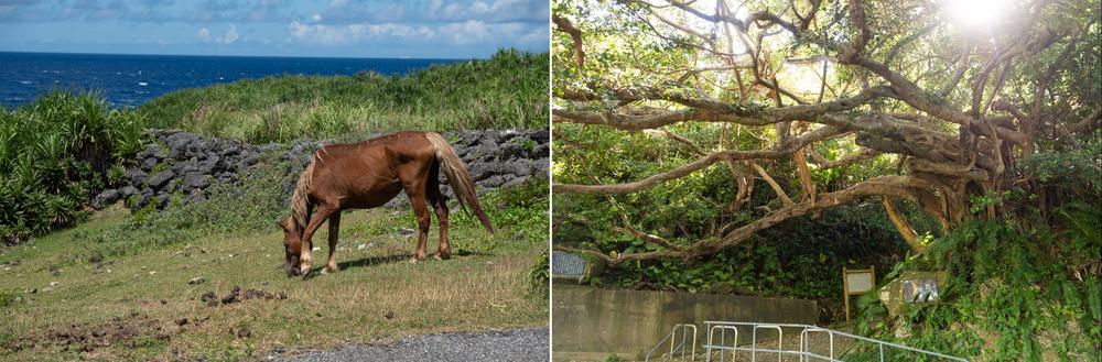 Left: Horses native to Yonaguni graze on the island. Right: Tropical foliage covers much of the island's roughly 11 square miles.