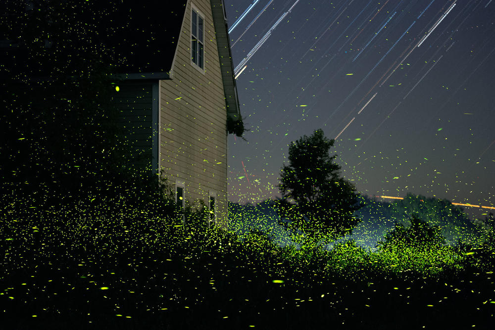Fireflies in the yard of an unoccupied home in June outside Viewmont, N.Y. 