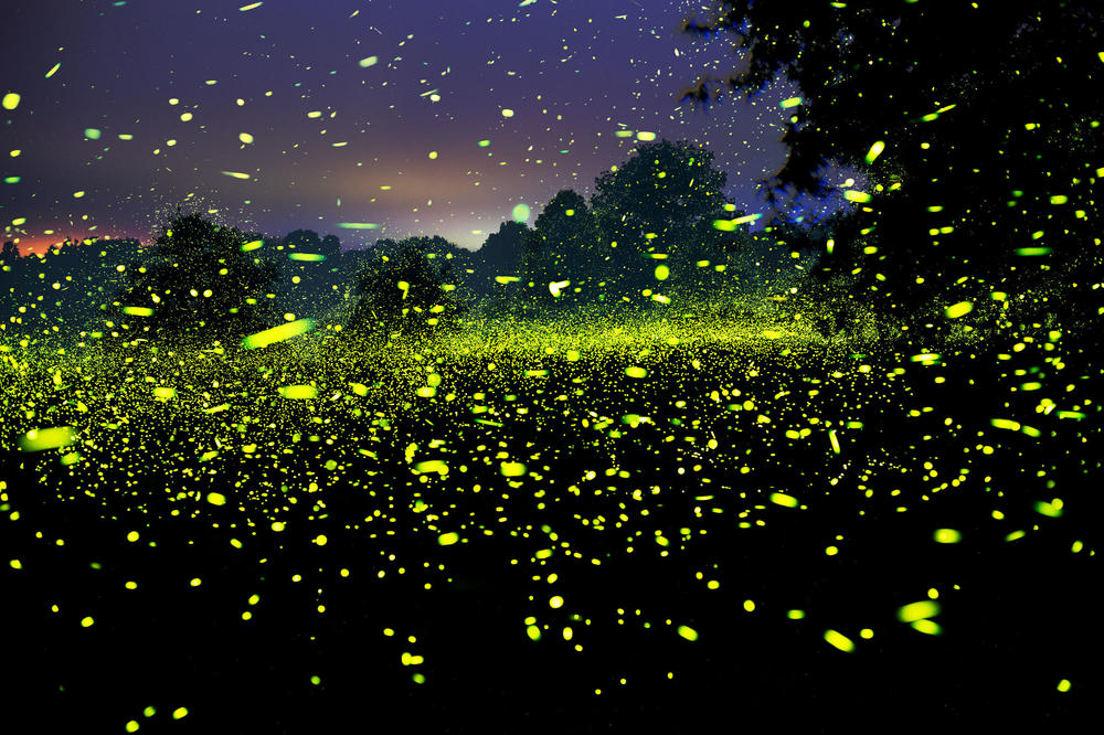Fireflies outside Nevis, N.Y., in June 2021. 