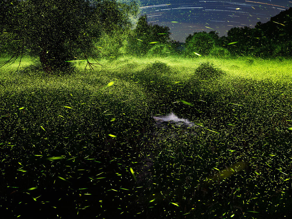 Fireflies outside Pine Plains, N.Y., in June 2021. 