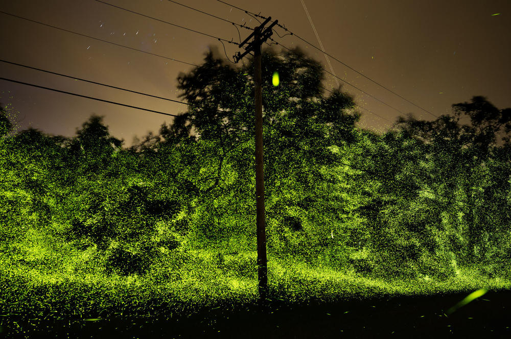 Firefly activity at its peek on a rainy day rain along a back country road in June outside Marbletown, N.Y. 