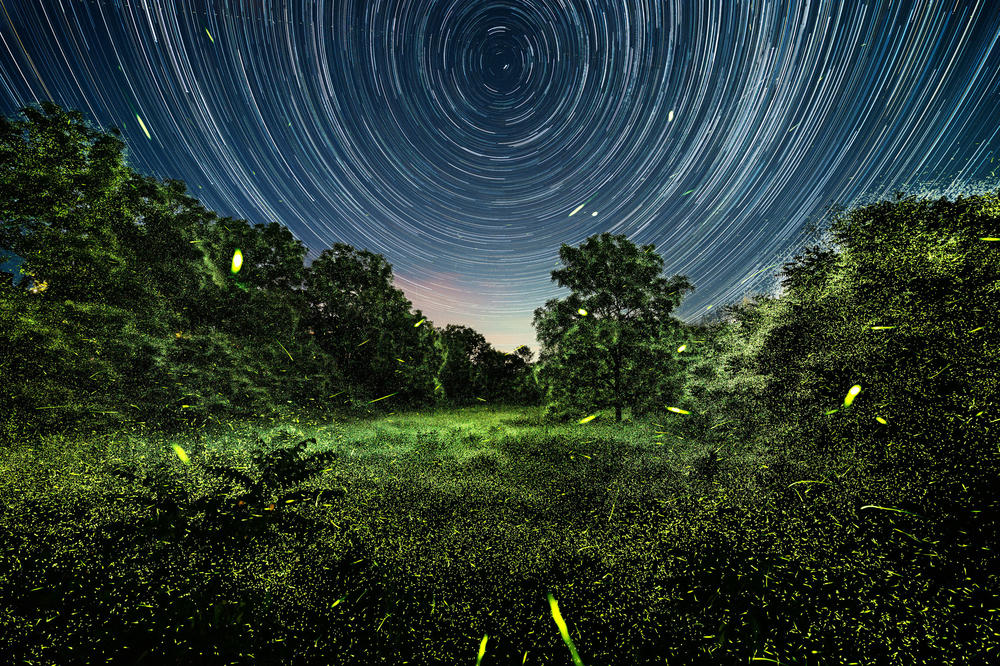 Fireflies outside Greenport, N.Y., in June. Both images were made at the exact same time but on opposite sides of a road. The experience of these, in-person, was the exact opposite of how they came out as pictures — something that is both wonderful and vexing about photography. The photos don't match at all, other from the cameras being 20 feet apart.