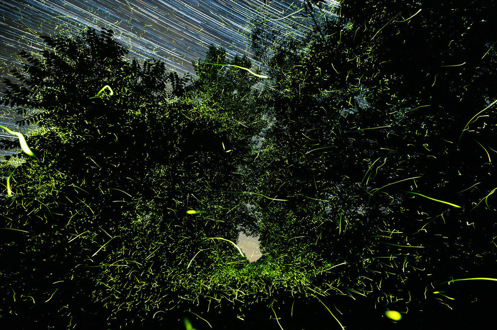 Fireflies outside Greenport, N.Y., in June. 