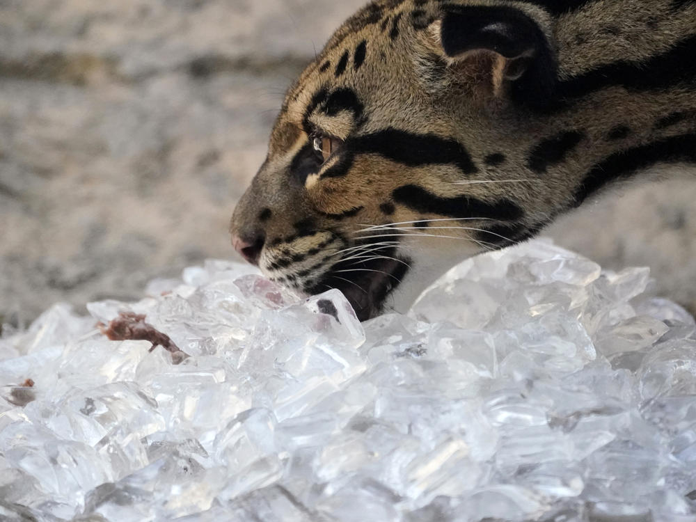 Zoos across the country are taking several steps to help animals beat the heat this summer.