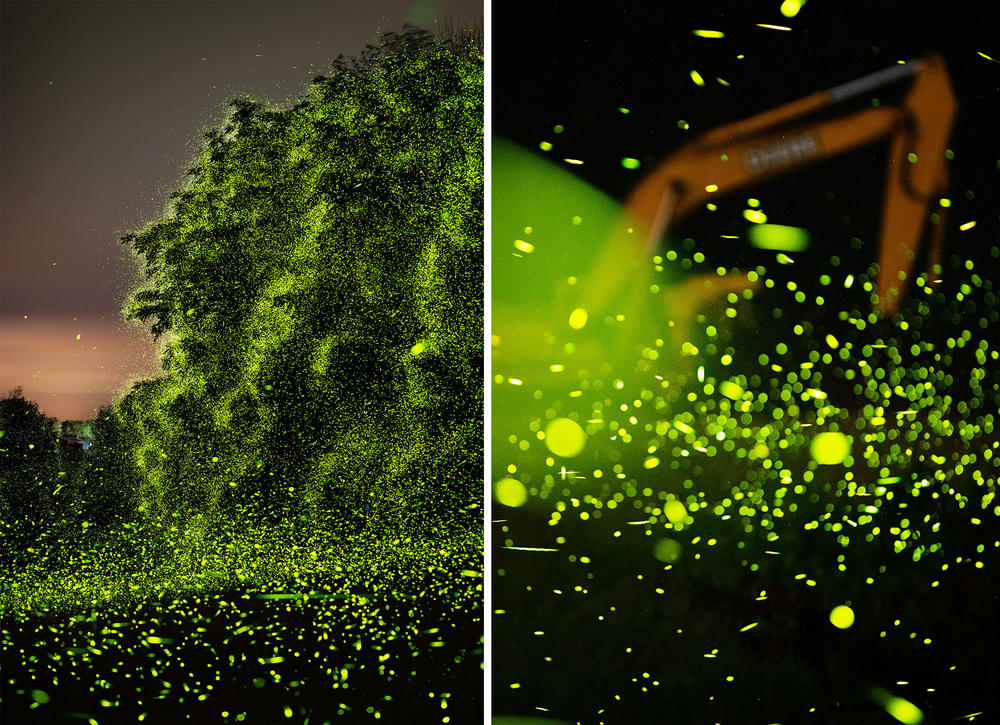 Left: Fireflies outside Greenport, N.Y. in July 2021. Right: Fireflies outside Nevis, N.Y., in July 2021. 