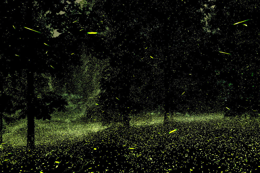 Fireflies in the back yard of one of Mauney's neighbors' homes in June outside Tivoli, N.Y. 