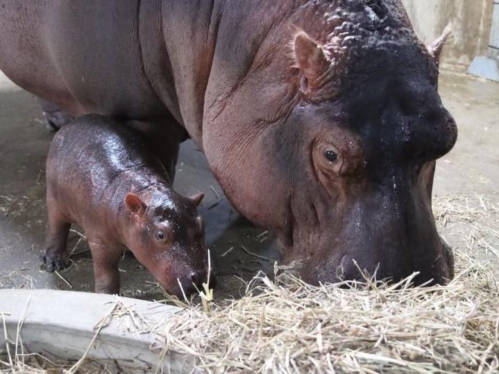 The baby calf and mother Bibi are healthy, and the zoo says they are 