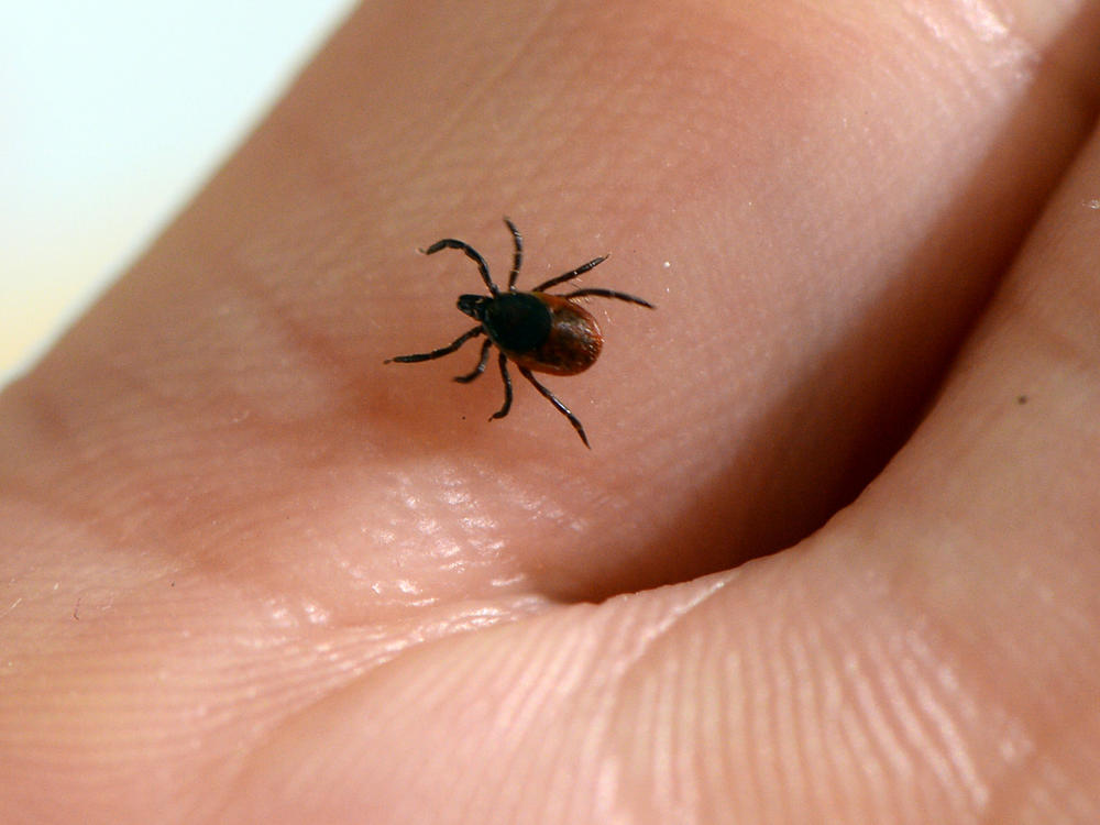 A vaccine candidate for Lyme disease is moving through the clinical pipeline, as the tick-borne disease spreads to new areas. Here, a tick is seen at the French National Institute of Agricultural Research.