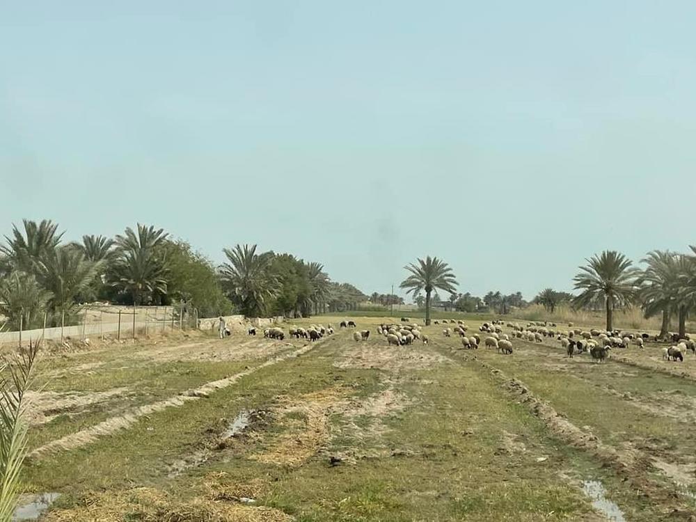Iraqi farmers raising livestock near burn pits have seen their animals get sick and suffer higher rates of birth defects than expected.