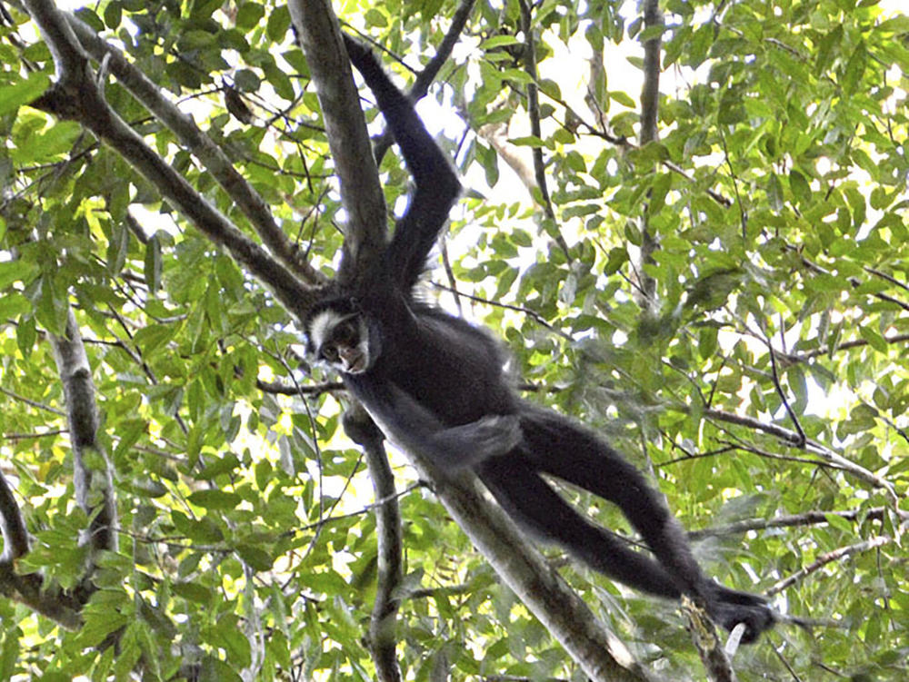 An endemic white-fronted spider monkey, an endangered species due to habitat loss, climbs a branch in Cristalino II State Park in the state of Mato Grosso, Brazil in July 2019.