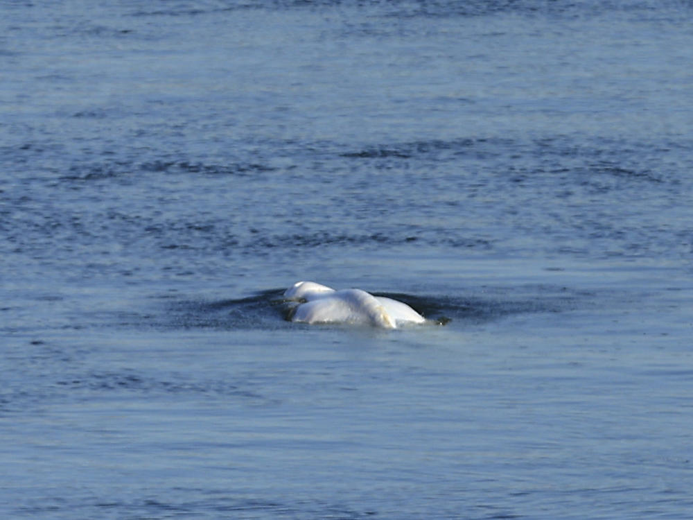 The Beluga whale swims in the lock of Notre Dame de la Garenne in Saint-Pierre-la-Garenne, west of Paris, France, Tuesday, Aug. 9, 2022. During Wednesday's rescue operation, the dangerously thin animal began to have breathing difficulties, and experts decided the most humane thing to do was to euthanize the creature.