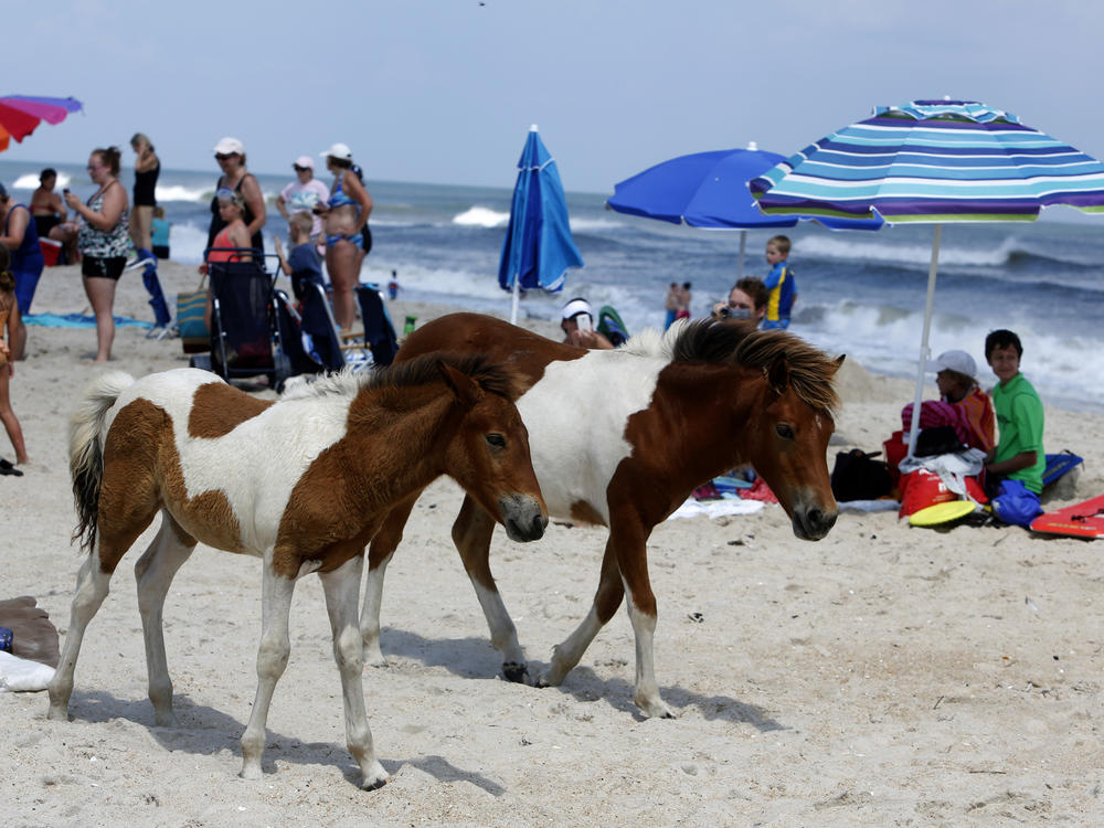 The wild ponies roam on South Ocean Beach at Assateague Island.