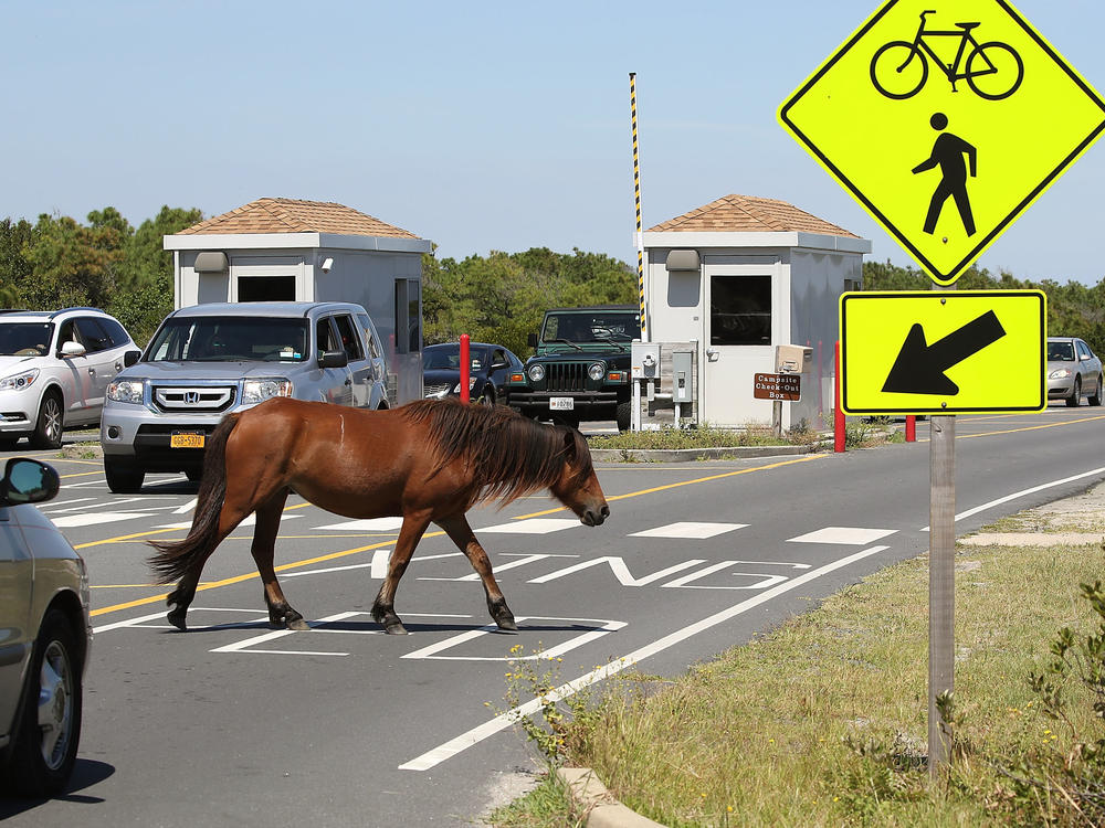 A wild pony roams free on Assateague Island.