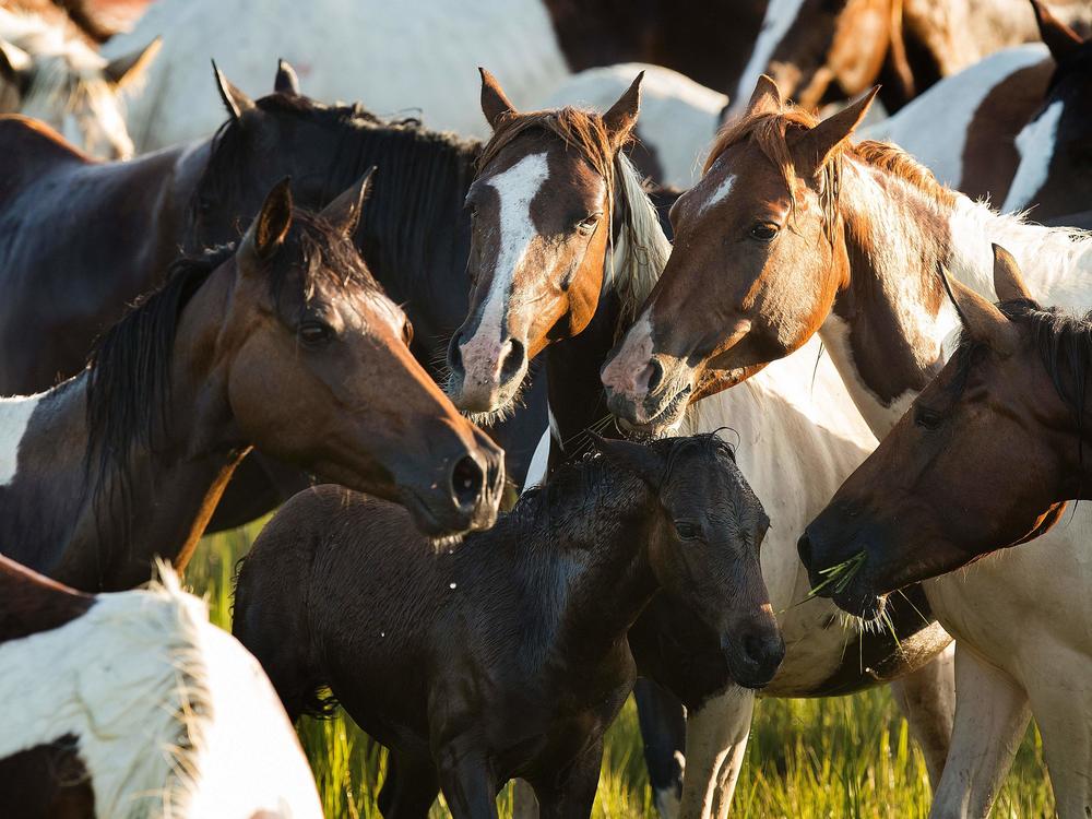 Ponies surround a young foal after crossing the Assateague Channel during the annual Chincoteague Island Pony Swim.