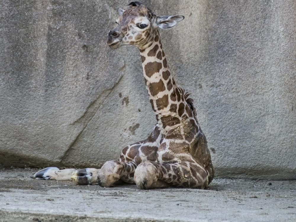The zoo is going to leave the naming of the new giraffe calf up to staff, Jennifer Diliberti-Shea, media relations coordinator for the Milwaukee County Zoo, said.