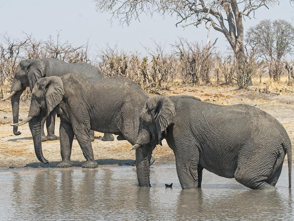 Elephants at a water pan in Hwange National Park in north western Zimbabwe. The sanctuary has a capacity for 15,000 elephants, but it currently hosts more than 45,000 according to ZimParks, the country's wildlife management authority.