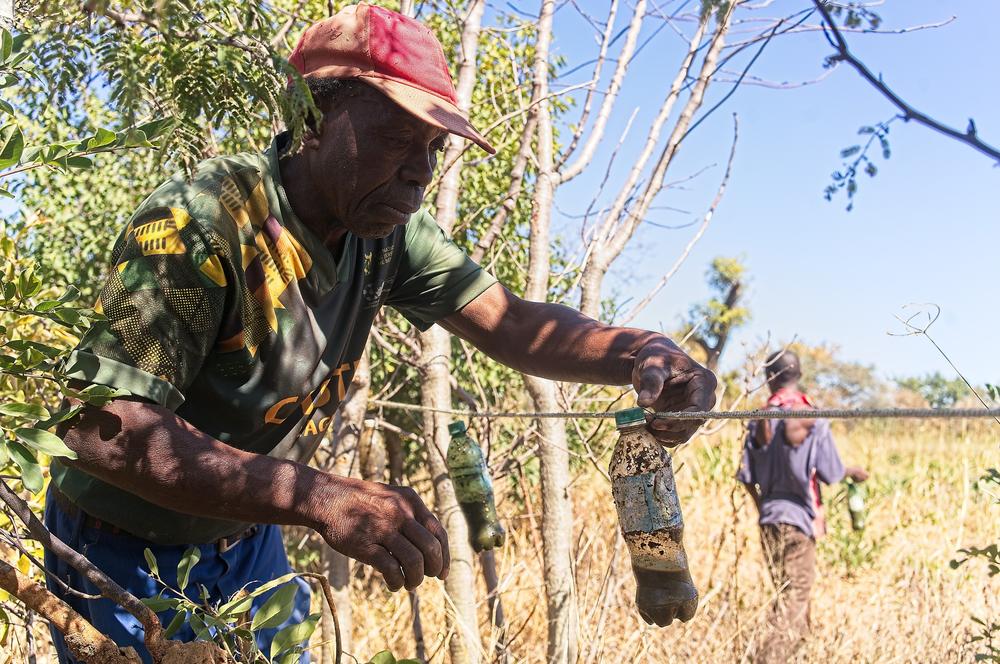 Masaloni Ndlovu, 67, fixes a bottles of chili paste to his fence to prevent elephants from entering his field in Silewad Village in Dete, a rural hamlet in north-western Zimbabwe close to the country's flagship game reserve, Hwange National Park.