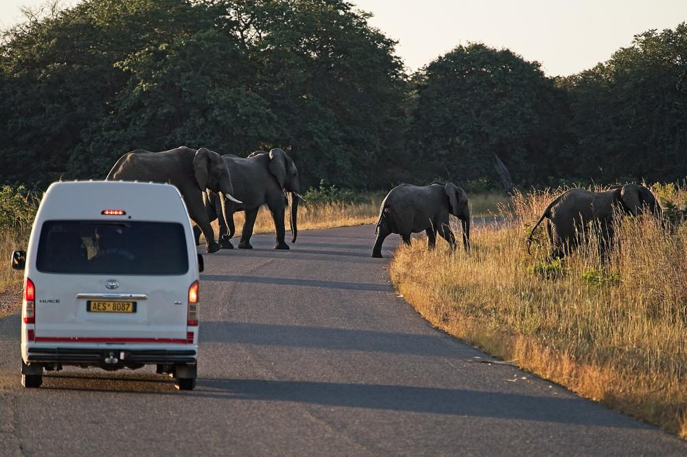 Elephants cross the road near the entrance to Hwange National Park in north-western Zimbabwe. Elephants are the park's main attraction however, poor rains and having watering holes near the entrance could pose a risk to human settlements, researchers say.