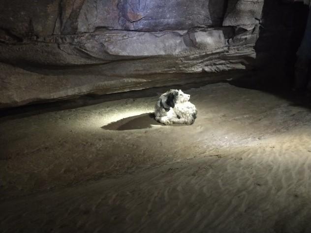After the project cavers found Abby, they left a light for her while Gerry Keene went to get help to get the dog out.