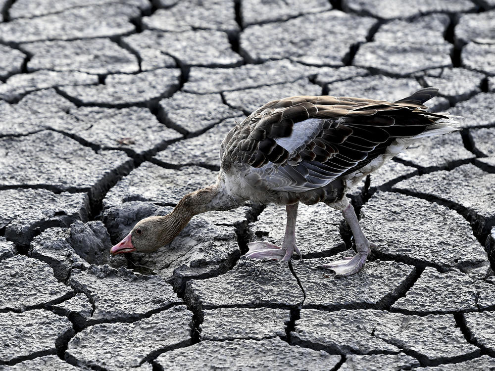 A goose looks for water in the dried bed of Lake Velence in Velence, Hungary, Thursday, Aug. 11, 2022.