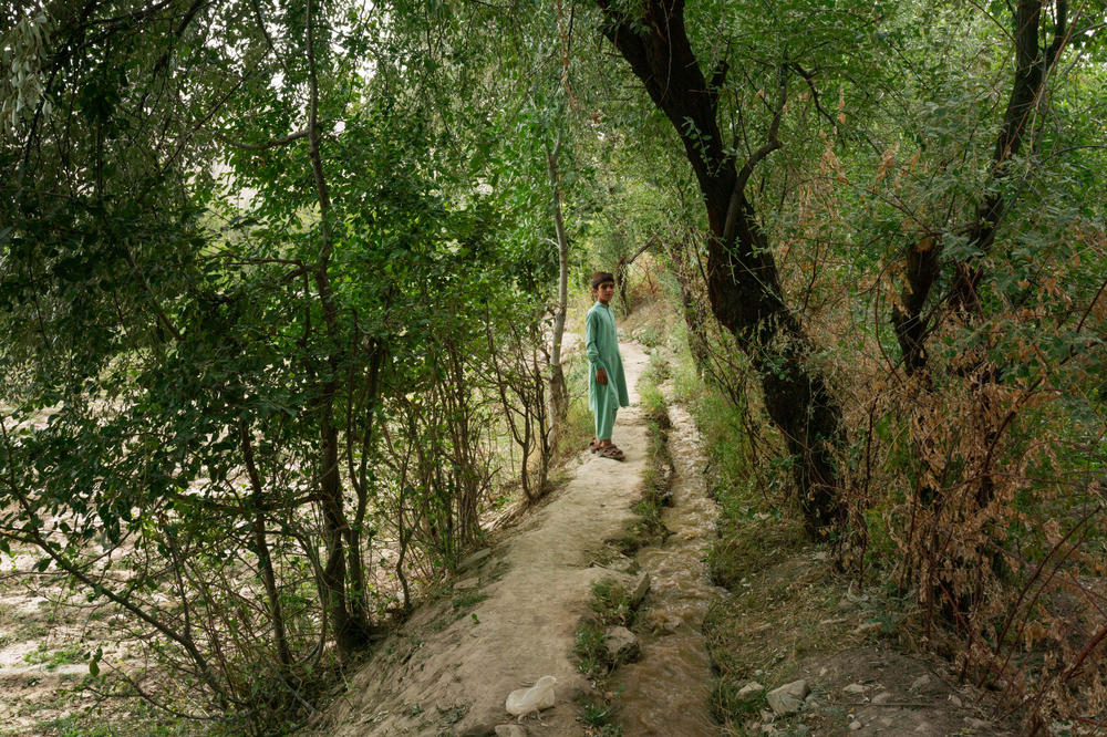 A boy stands amidst trees in the Tangi Valley where a river and irrigation ditches water crops of tomatoes, sunflowers, grapes and apricots. During the war the remote mountain valleys were the scene of brutal combat and attacks on civilians.