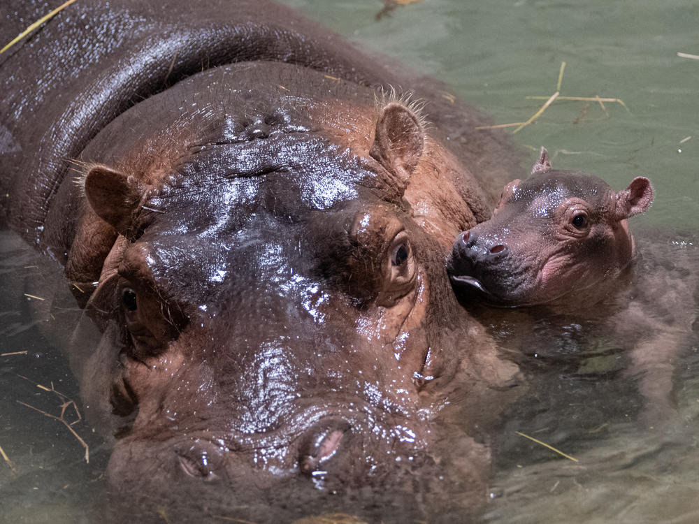 The Cincinnati Zoo named its baby hippo Fritz. The healthy baby calf was born Aug. 3.