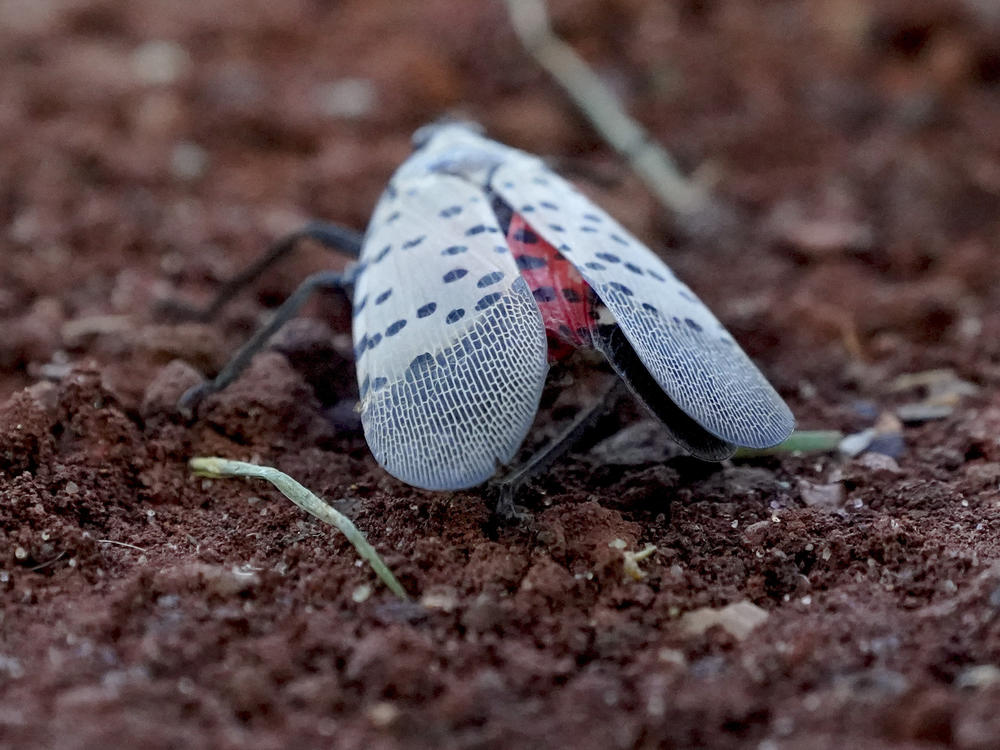 A spotted lanternfly creeps on the ground during a baseball game in Pittsburgh in 2021.