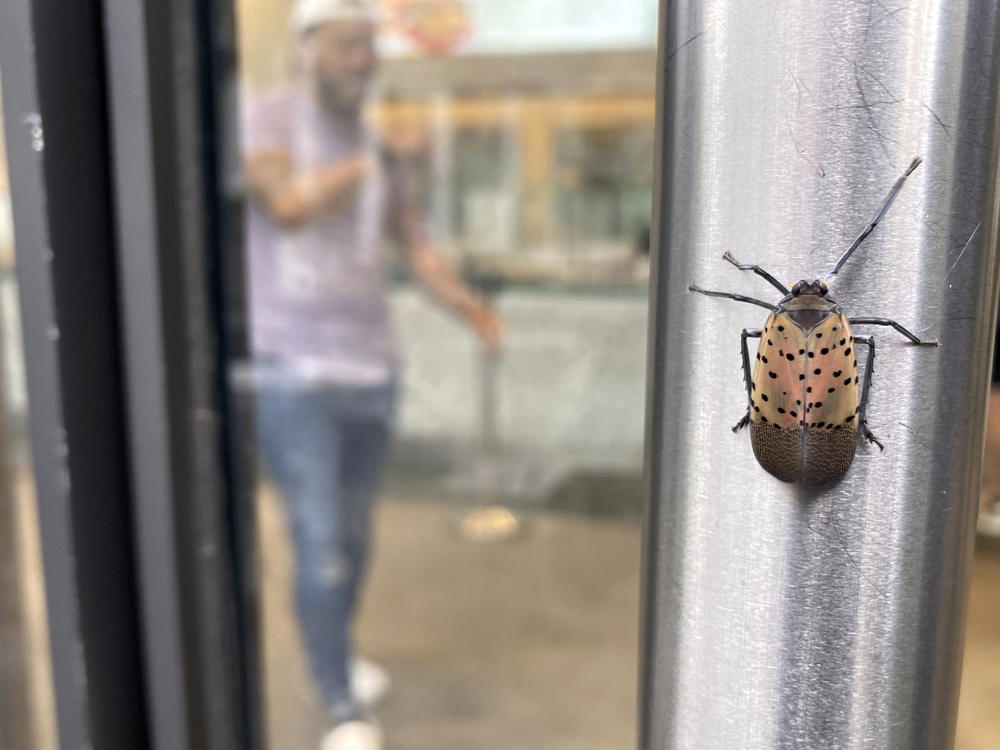 A spotted lanternfly on a restaurant door handle in Lower Manhattan on Aug. 2.