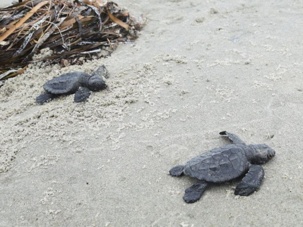 This undated photo provided by the Coastal Protection and Restoration Authority in August 2022 shows a newly hatched Kemp's ridley sea turtle making its way out to the Gulf of Mexico from Louisiana's Chandeleur Islands.