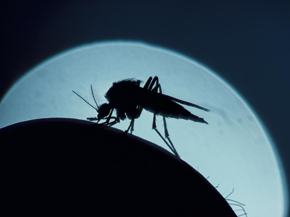 How do mosquitoes smell us out? And how can we stop them? A new study offers a surprising answer to the first question — and hope for better preventive strategies as a result.