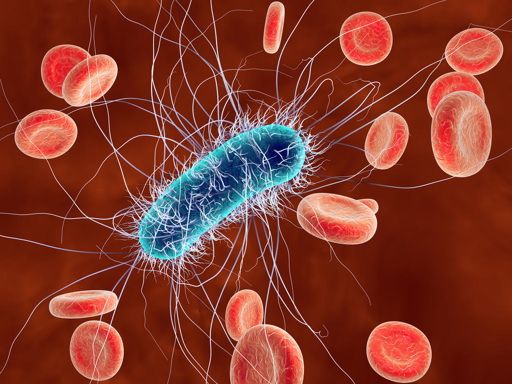 This computer illustration shows the E. coli bacteria in blood. An outbreak in Michigan and Ohio is under investigation as health officials try to determine the source.
