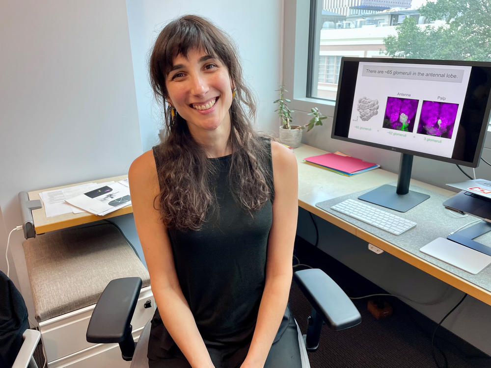Meg Younger, a neuroscientist at Boston University, and her colleagues discovered that a mosquito's sense of smell is more complex than we'd thought.