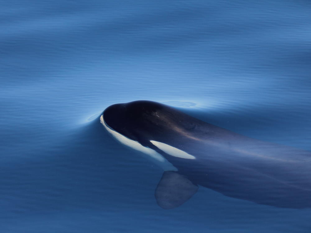 An orca calf, photographed in the Strait of Gibraltar, in 2021.