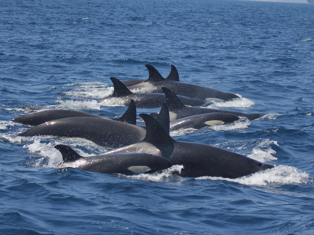 An orca pod seen in the Strait of Gibraltar in 2021.