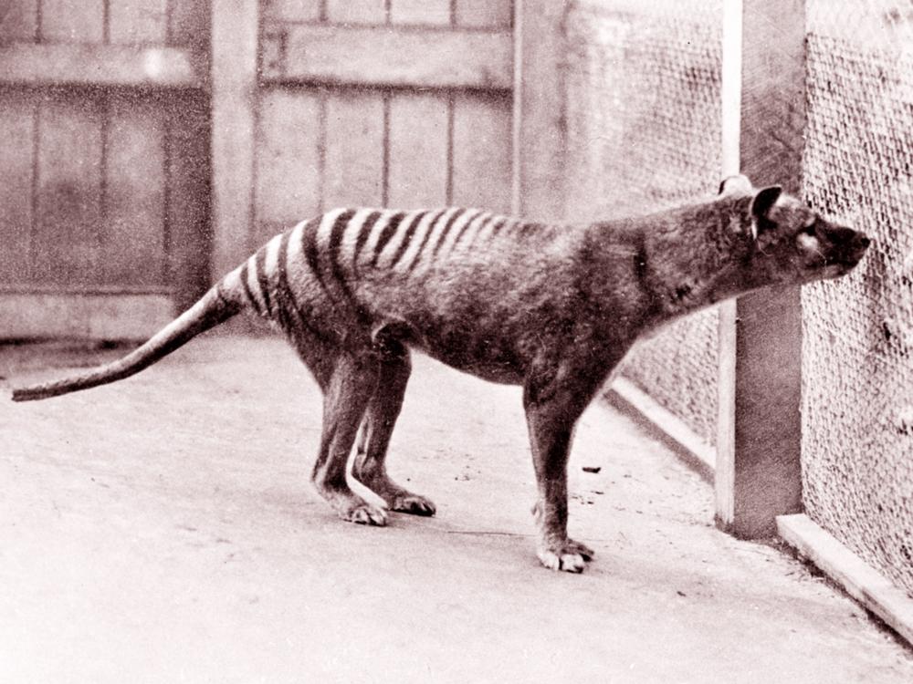 Now extinct, a Tasmanian tiger (thylacine) is seen in the Hobart Zoo in Tasmania in 1933.